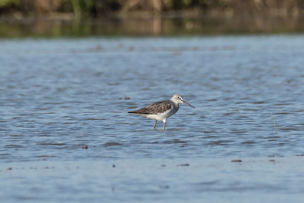 Cavalieri d''Italia e Pantane in risaia
